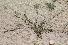 Plagiobothrys collinus