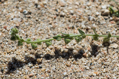 Plagiobothrys collinus