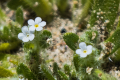 Plagiobothrys collinus
