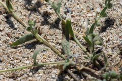 Plagiobothrys collinus