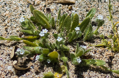 Plagiobothrys collinus