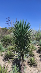 Agave karwinskii
