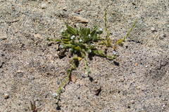 Plagiobothrys collinus