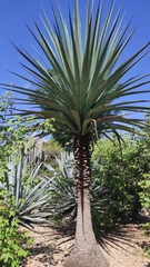 Agave karwinskii