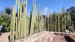 Lophocereus marginatus