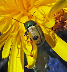 Cryptocephalus laetus