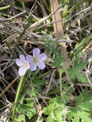 Geranium ornithopodon