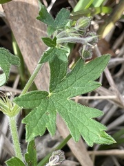 Geranium ornithopodon