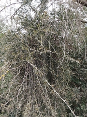 Tristerix corymbosus