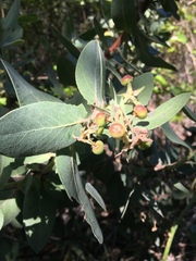 Arctostaphylos hooveri