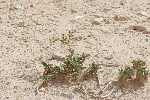 Eriogonum corymbosum var. heilii