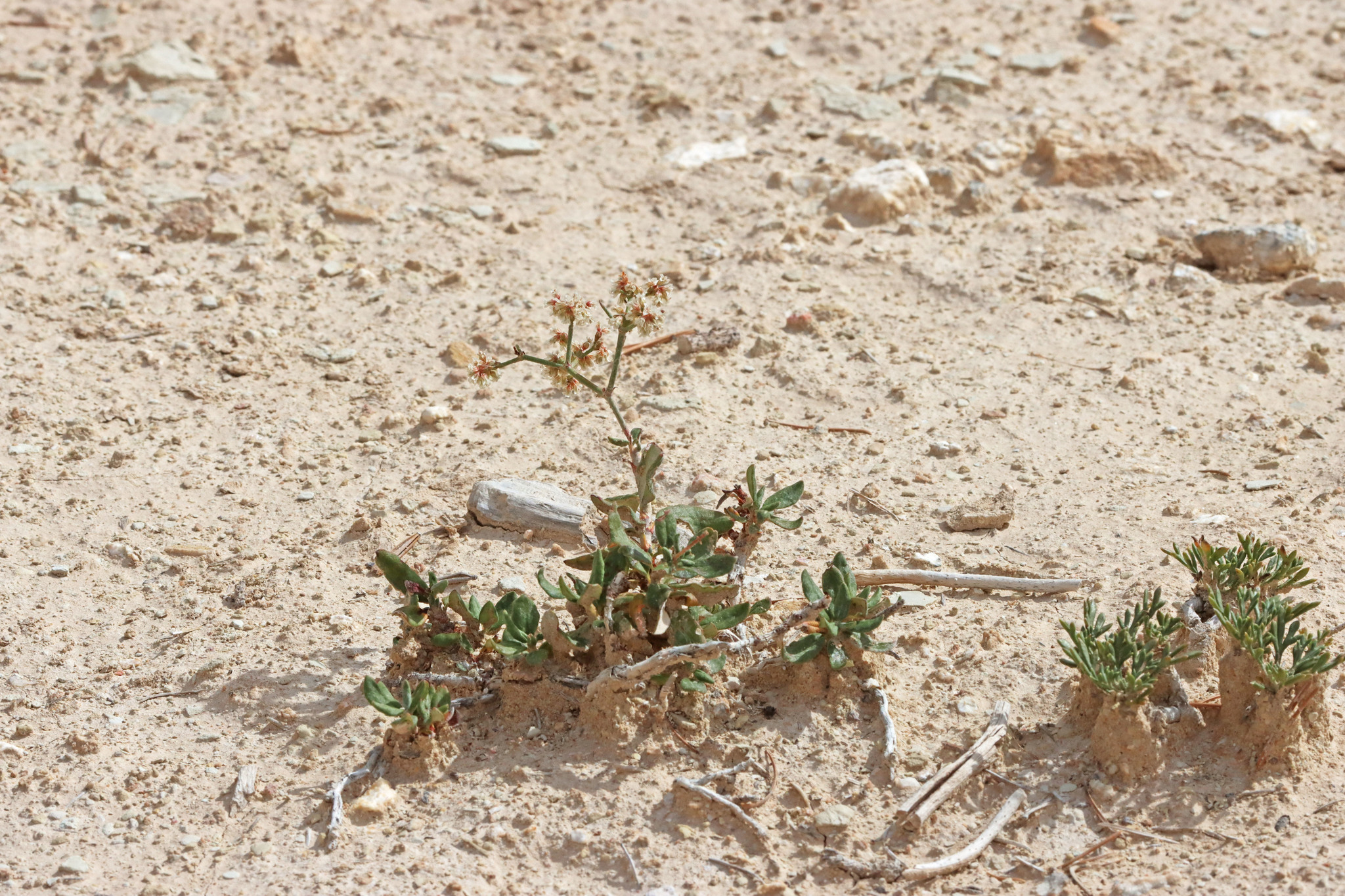 Eriogonum corymbosum var. heilii