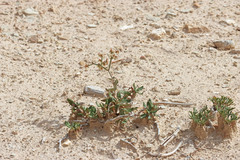 Eriogonum corymbosum heilii