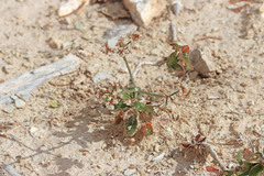 Eriogonum corymbosum heilii