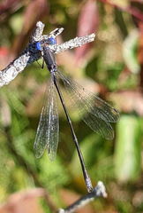 Spotted Spreadwing