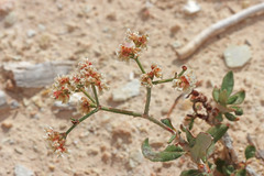 Eriogonum corymbosum heilii