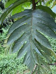 Artocarpus camansi