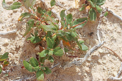 Eriogonum corymbosum heilii