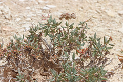 Eriogonum corymbosum heilii