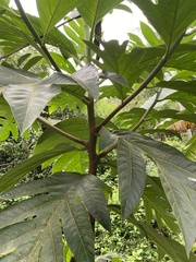 Artocarpus camansi