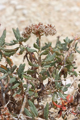 Eriogonum corymbosum heilii