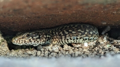 Podarcis muralis