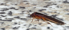 Cyrtotria