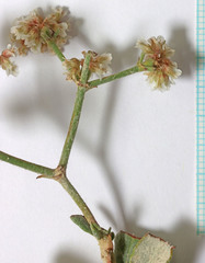 Eriogonum corymbosum heilii