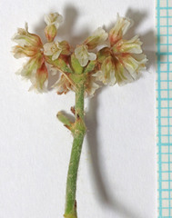 Eriogonum corymbosum heilii