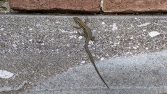 Podarcis muralis