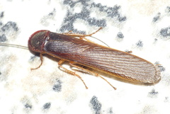 Cyrtotria
