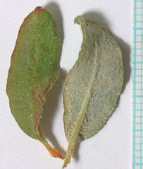 Eriogonum corymbosum heilii