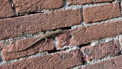 Podarcis muralis