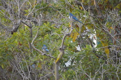 Aphelocoma californica