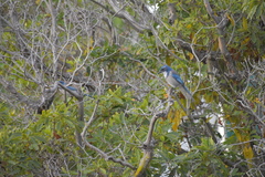 Aphelocoma californica