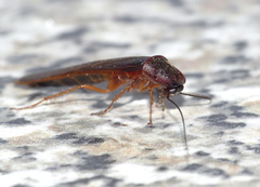 Cyrtotria