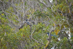 Aphelocoma californica