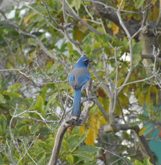 Aphelocoma californica