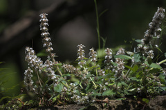 Ajuga nipponensis