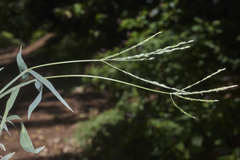 Digitaria bicornis