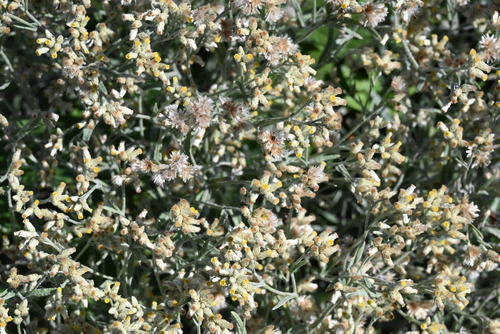 Image of Pseudognaphalium thermale by no rights reserved