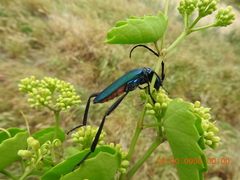 Plinthocoelium schwarzi