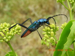 Plinthocoelium schwarzi