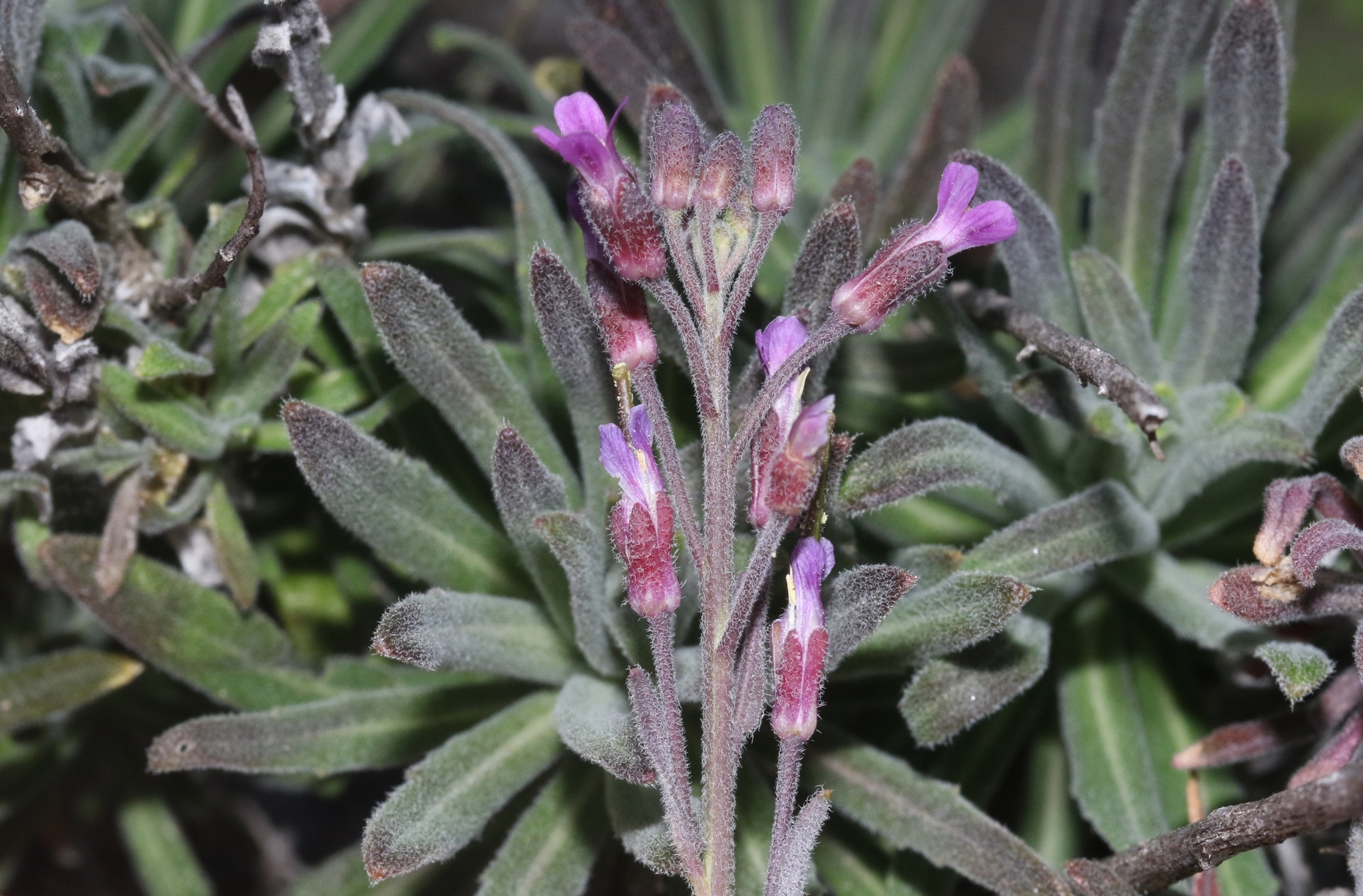 Boechera hoffmannii