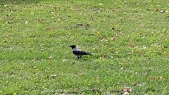 Corvus cornix