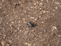 Stenocara gracilipes