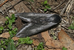 Sphinx perelegans