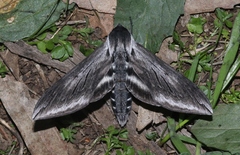 Sphinx perelegans