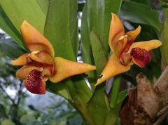 Maxillaria elatior