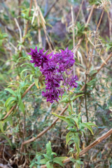 Salvia canariensis